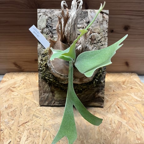 ウィリンキー | STORES