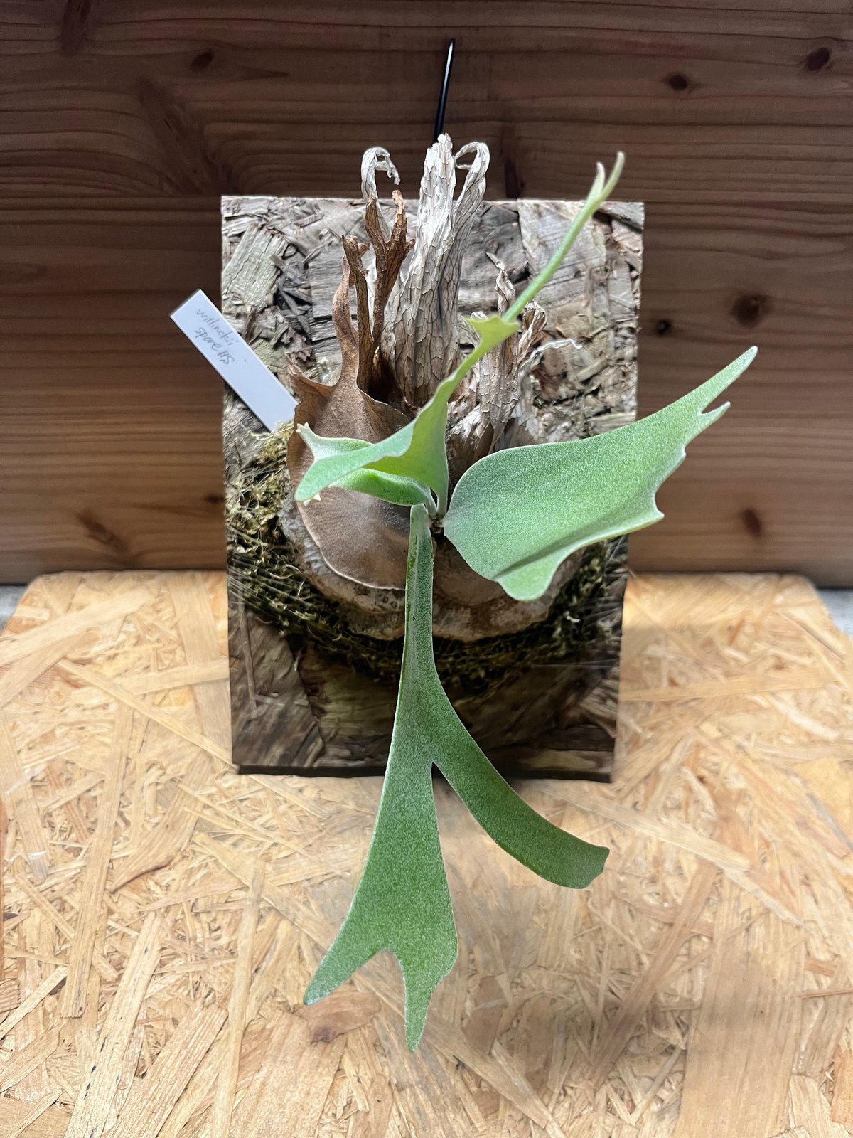 ビカクシダ ウィリンキー スポア#S | GREEN LUCK