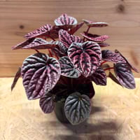 ラフィドフォラ テトラスペルマ ホワイトモンスター | GREEN LUCK