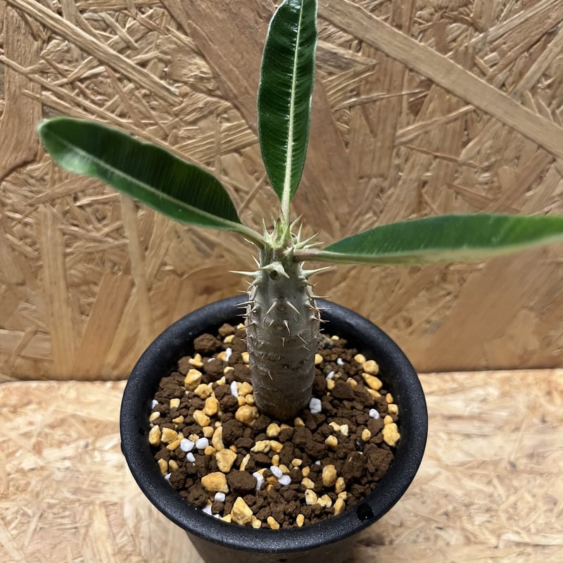 パキポディウム カクチペス | GREEN LUCK