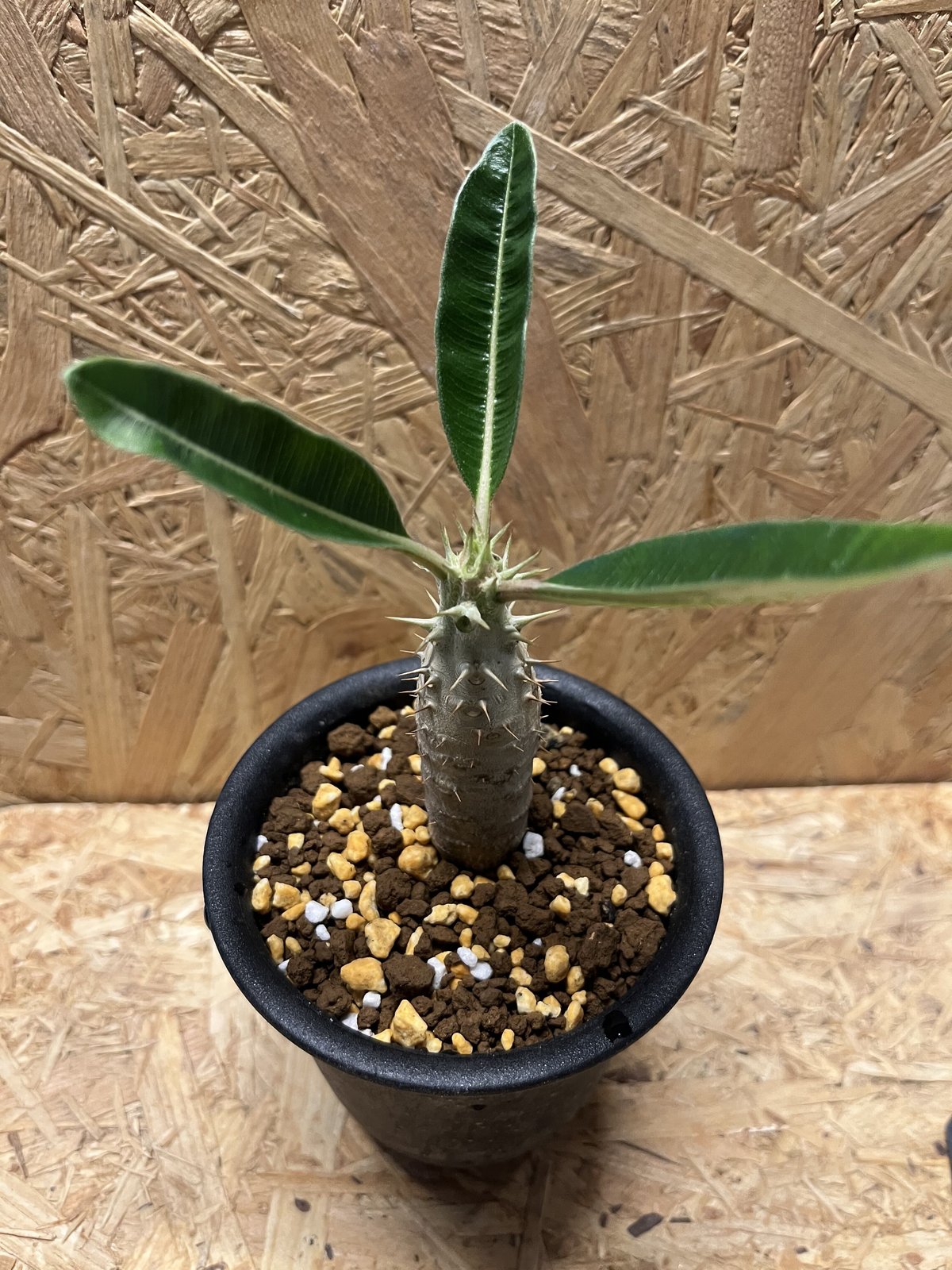 fit=scale-down,w=1200