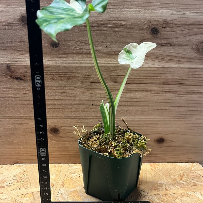 アロカシア オドラ 斑入りクワズイモ | GREEN LUCK