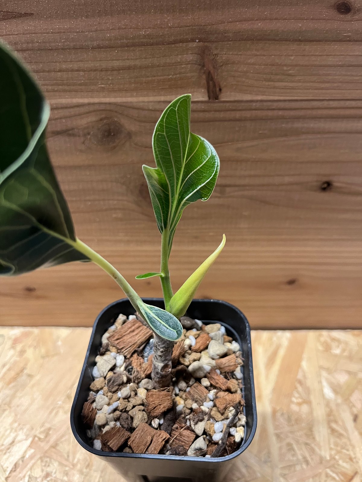 フィカス クリシュナボダイジュ | GREEN LUCK