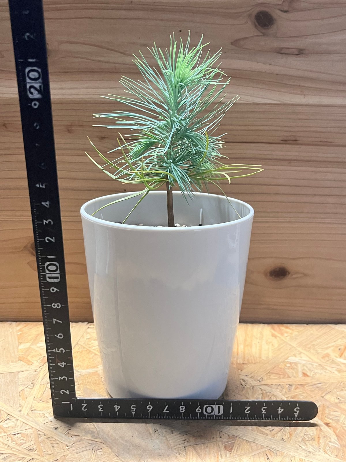 マルチネス ピニョンマツ | GREEN LUCK