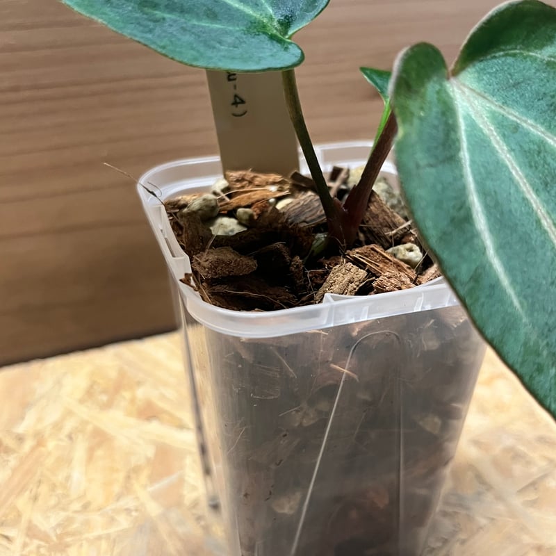 アンスリウム カーラブラッキー ナロー | GREEN LUCK