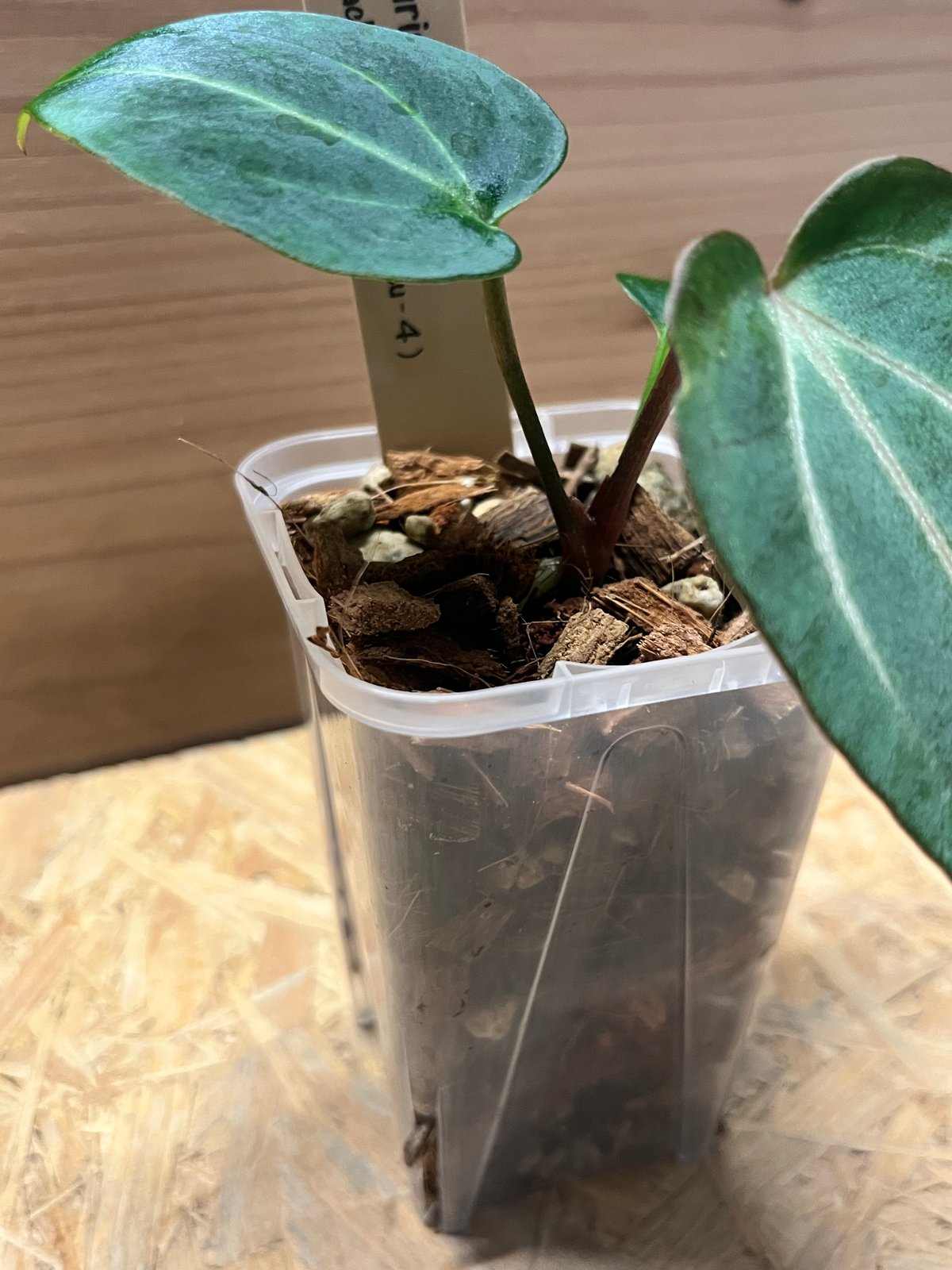 アンスリウム　カーラブラッキー アンスリウム カーラブラッキー ナロー | GREEN LUCK