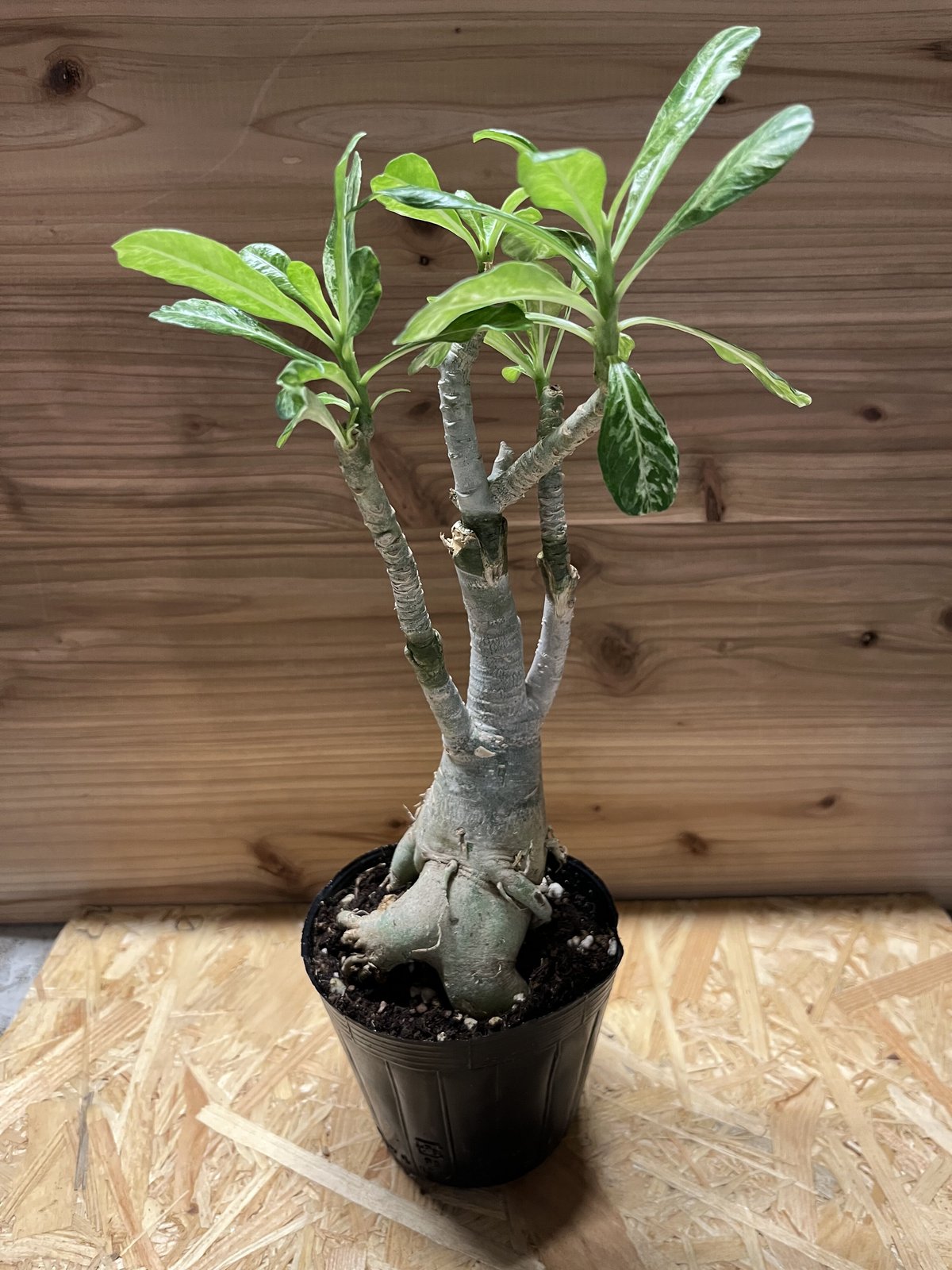 アデニウム 斑入り | GREEN LUCK