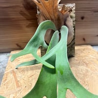 ビカクシダ　ウィリンキー　'バリ'