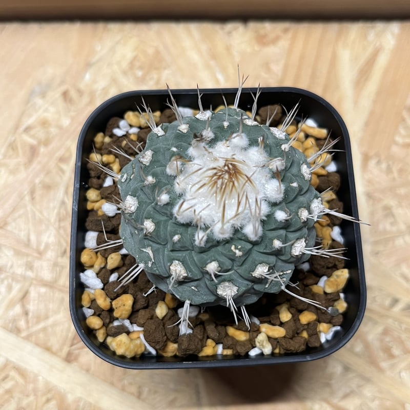 【美形株】白刺菊水 ストロンボカクタス 太平丸 菊水 帝冠 黒王丸 美形株】白刺菊水 ストロンボカクタス 太平丸 菊水 帝冠 黒王丸