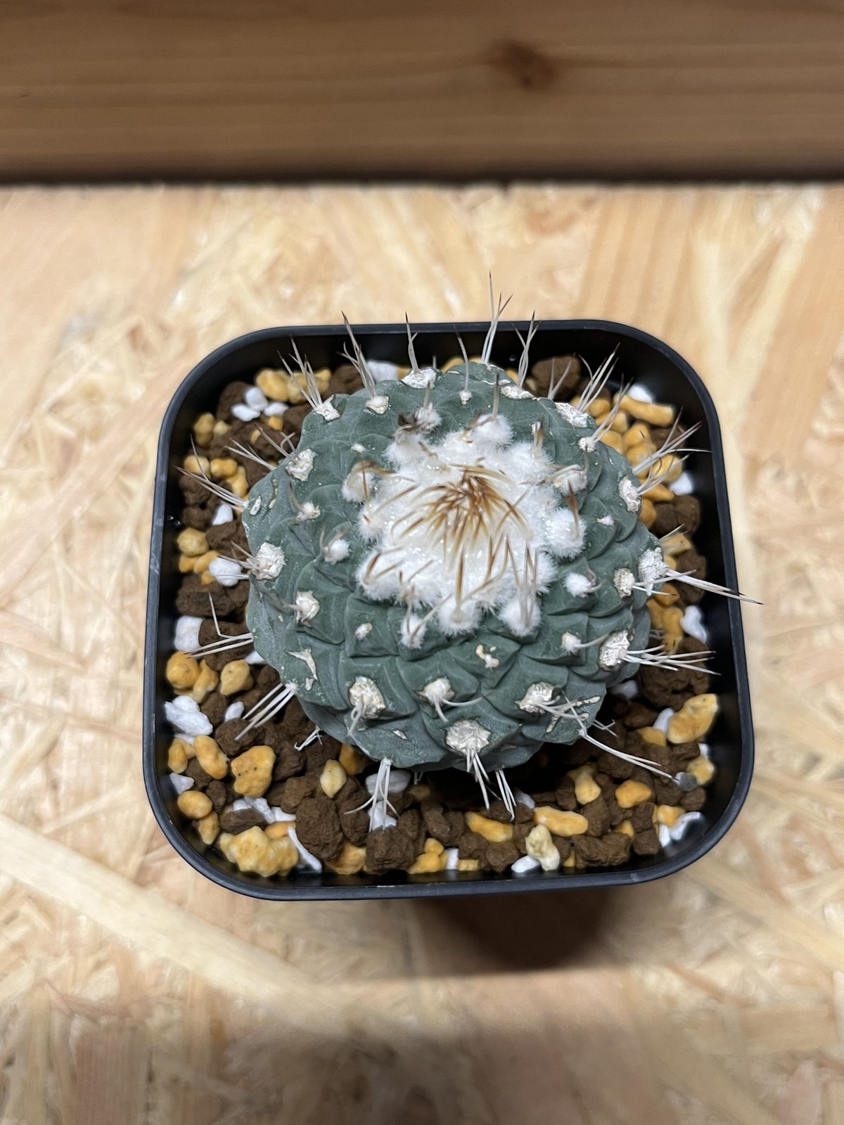 【希少】ストロンボカクタスディシフォルミス 菊水 サボテン塊根植物 国内実生 希少】ストロンボカクタスディシフォルミス 菊水 サボテン塊根