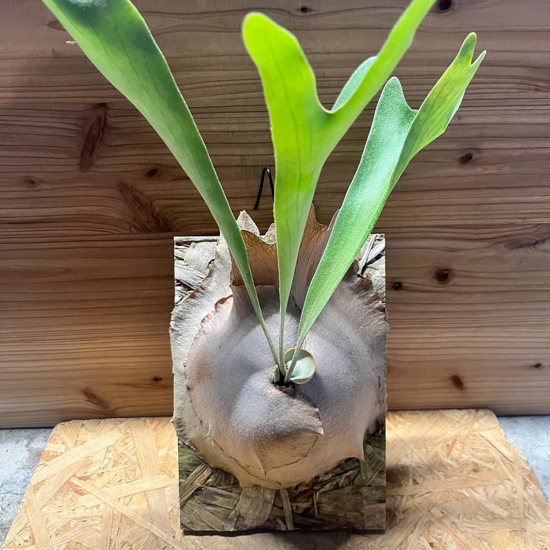 ビカクシダ Diversifolium 親株 希少種ですよ ビカクシダ ディバーシフォリウム | GREEN LUCK