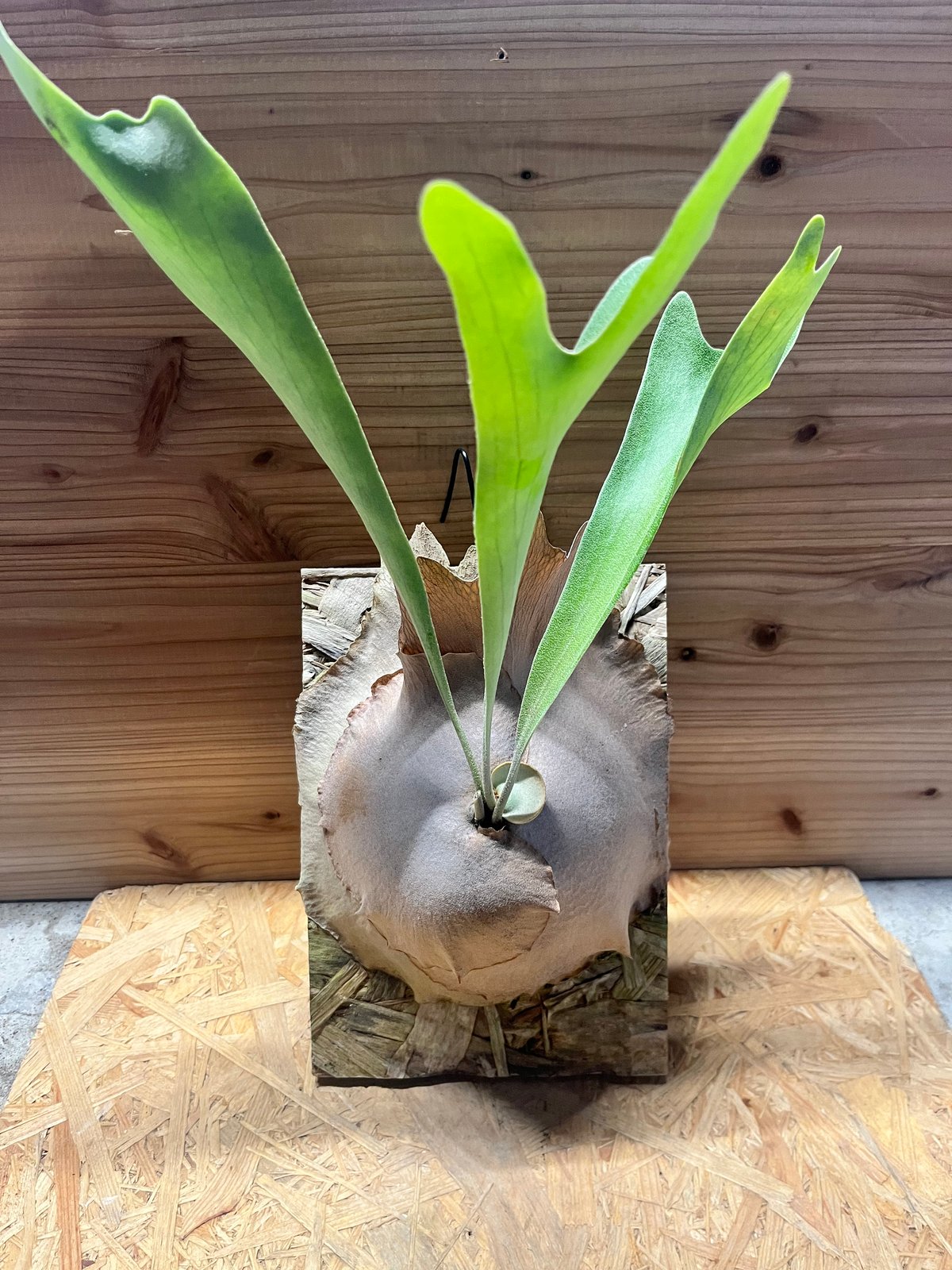 ビカクシダ〜superbumdwarf〜 ✨ P. Frosty Maiden × P. Superbum dwarf Sporeling 新登場