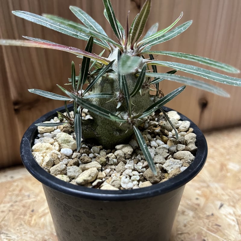 パキポディウム カクチペス | GREEN LUCK