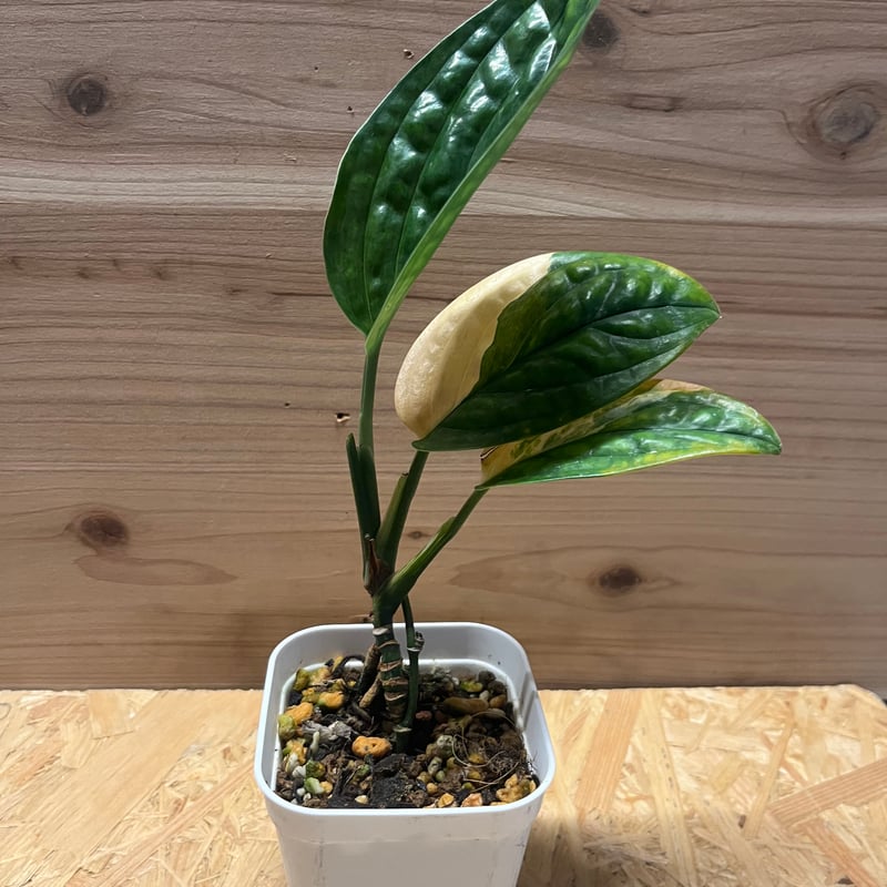 特大 モンステラ ジェイドシャトルコック 8号 Monstera Shuttlecock モンステラ・ジェイド・シャトルコック