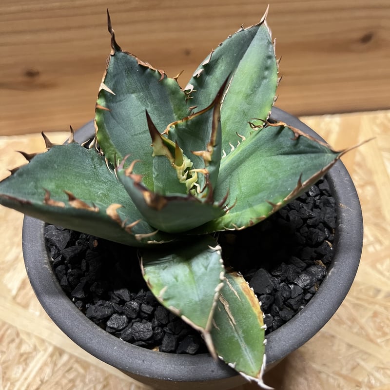 アガベ チタノタ バナナピール×伝市鉢 | GREEN LUCK