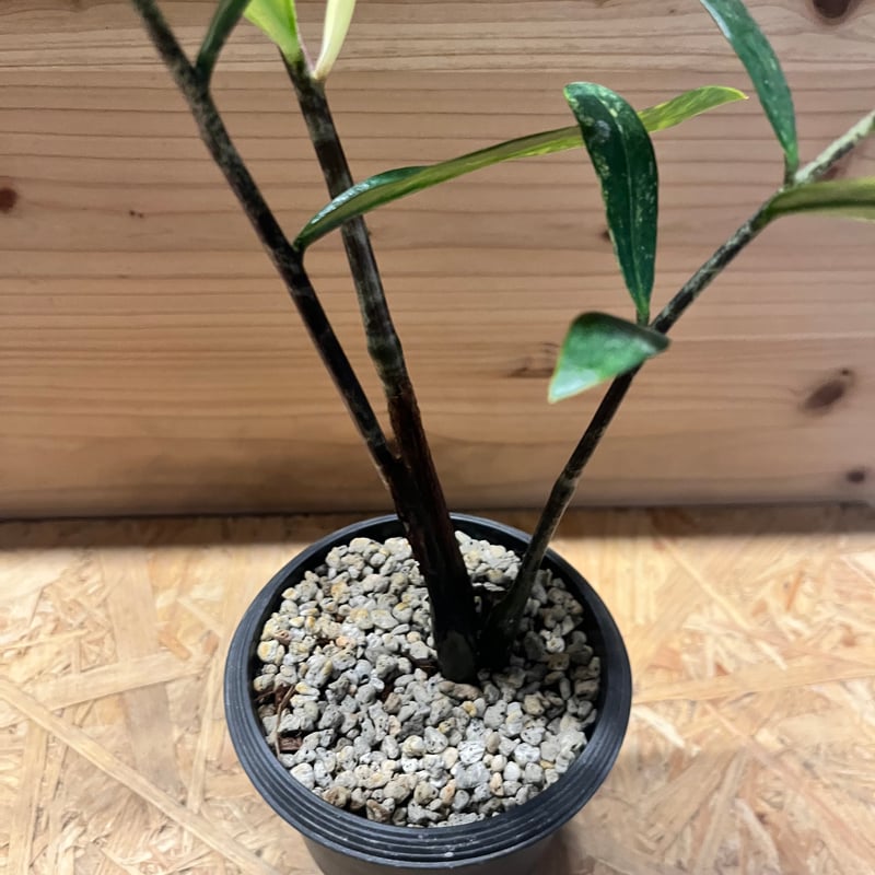 ザミオクルカス ザミフォーリア バリエガータ | GREEN LUCK