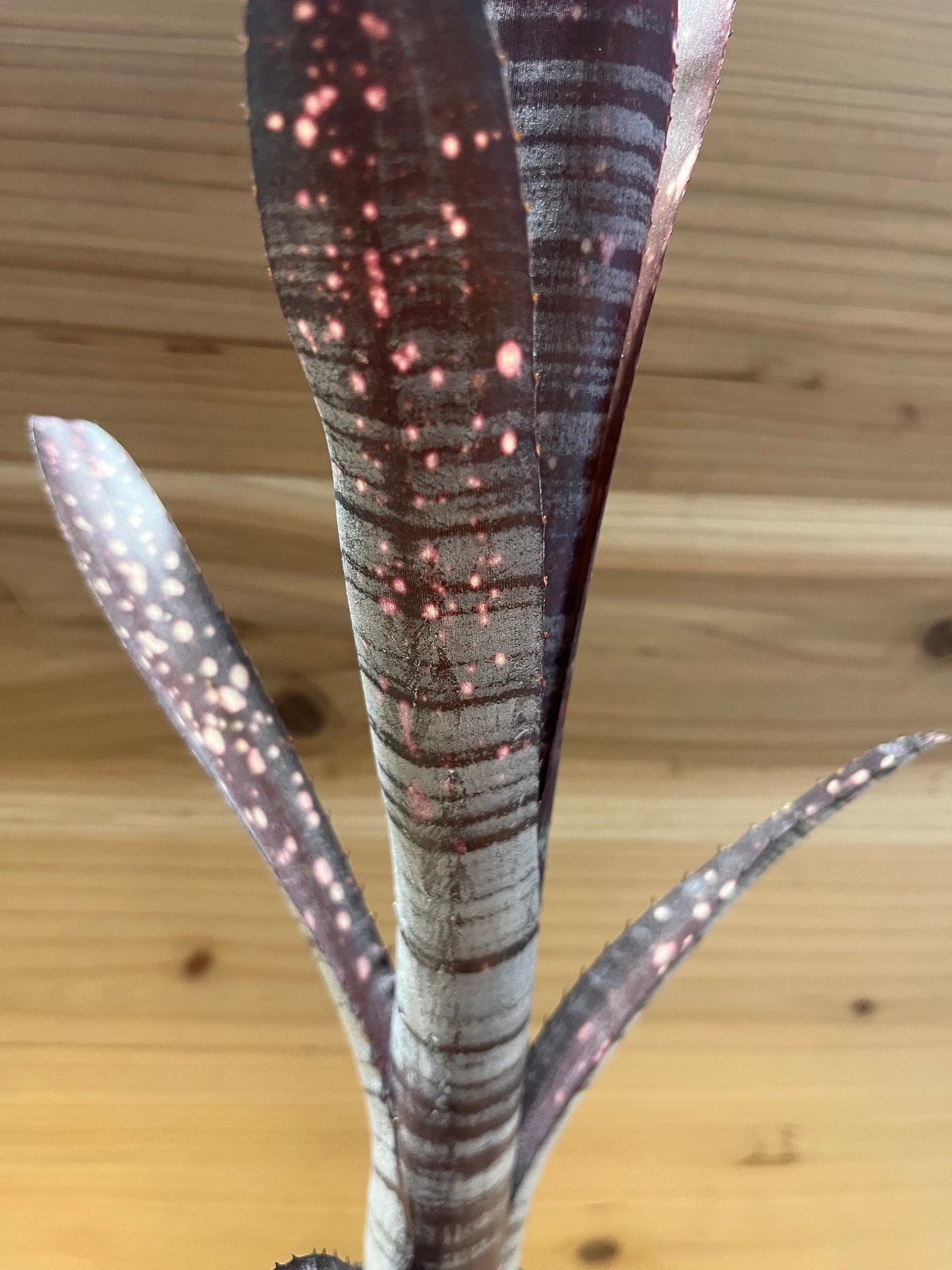 (期間限定)Billbergia 'Mad Max' fit=scale-down,w=1200