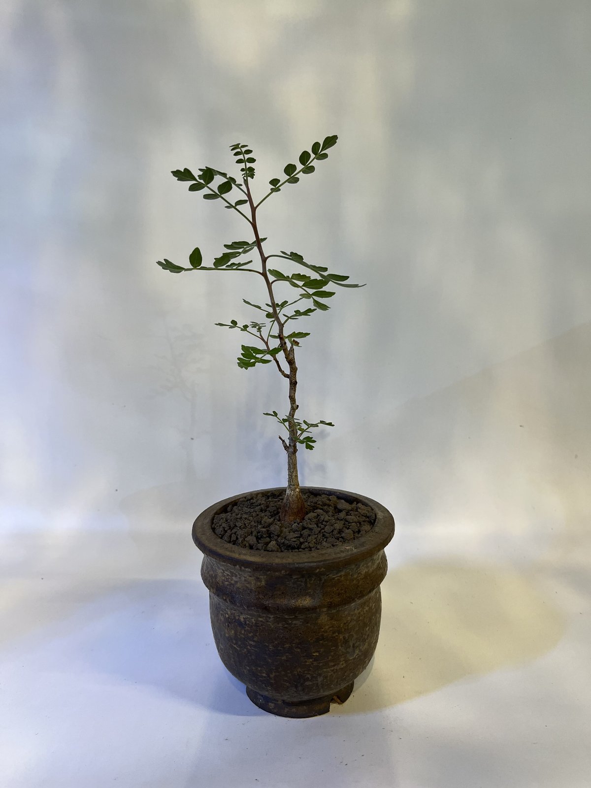 パキコルムスディスカラー 象の木 isla del pescado - Pachycormus discolor-象の木