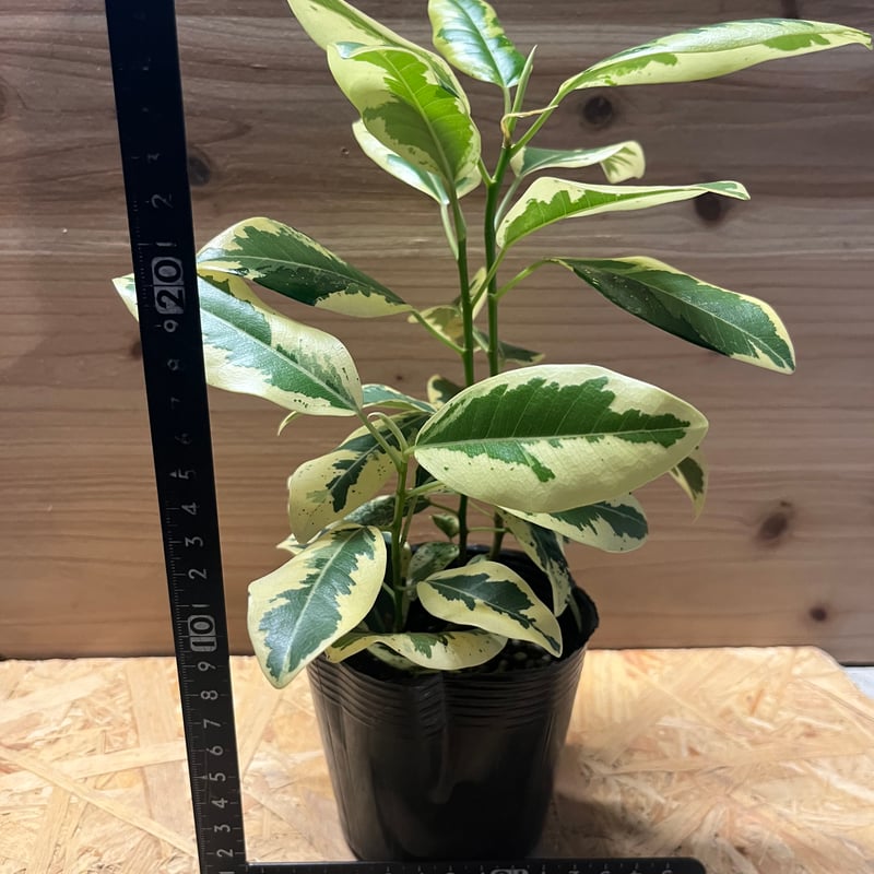 ♥フィカス 緑と白の斑入り 約1メートル♥ フィカス 緑と白の斑入り 約1メートル