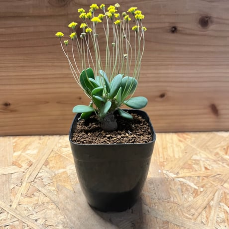 ピグマエア | STORES