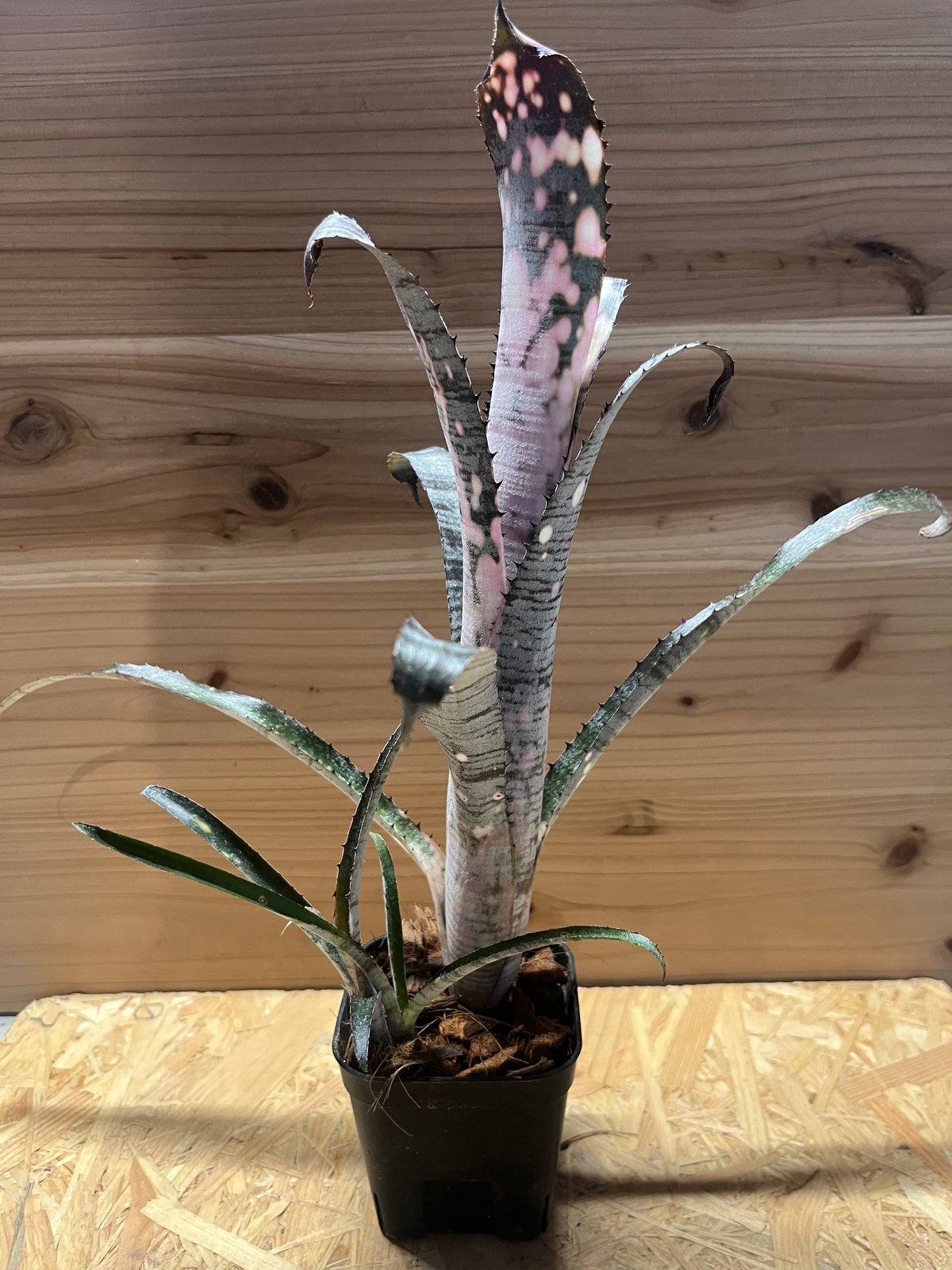 ビルベルギア パイプライン | GREEN LUCK