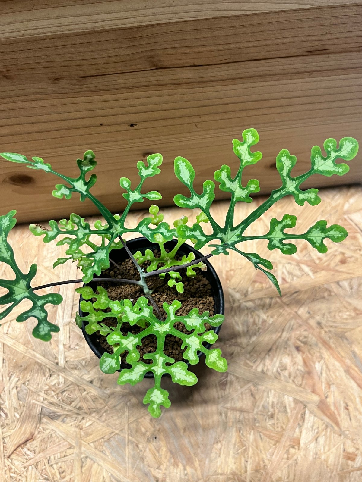 アデニア ペリエリ | GREEN LUCK