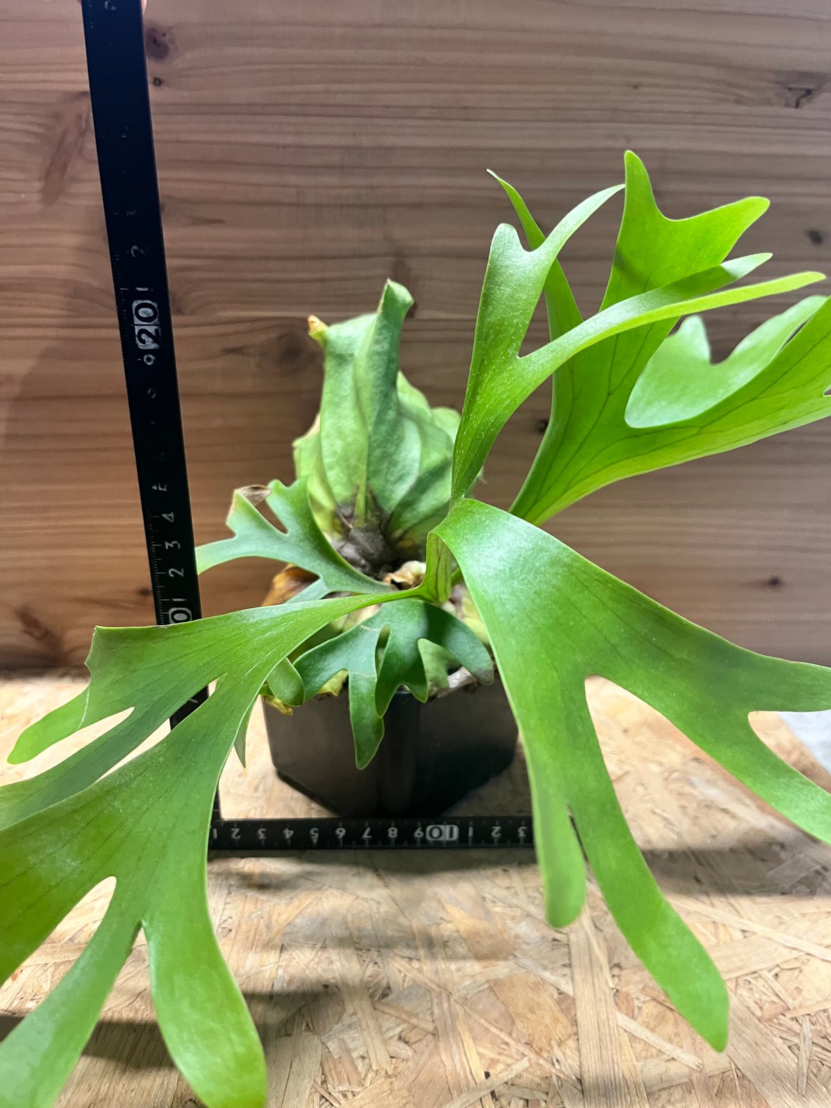 【あき】ビカクシダ キッチャクード ビカクシダ キッチャクード | GREEN LUCK