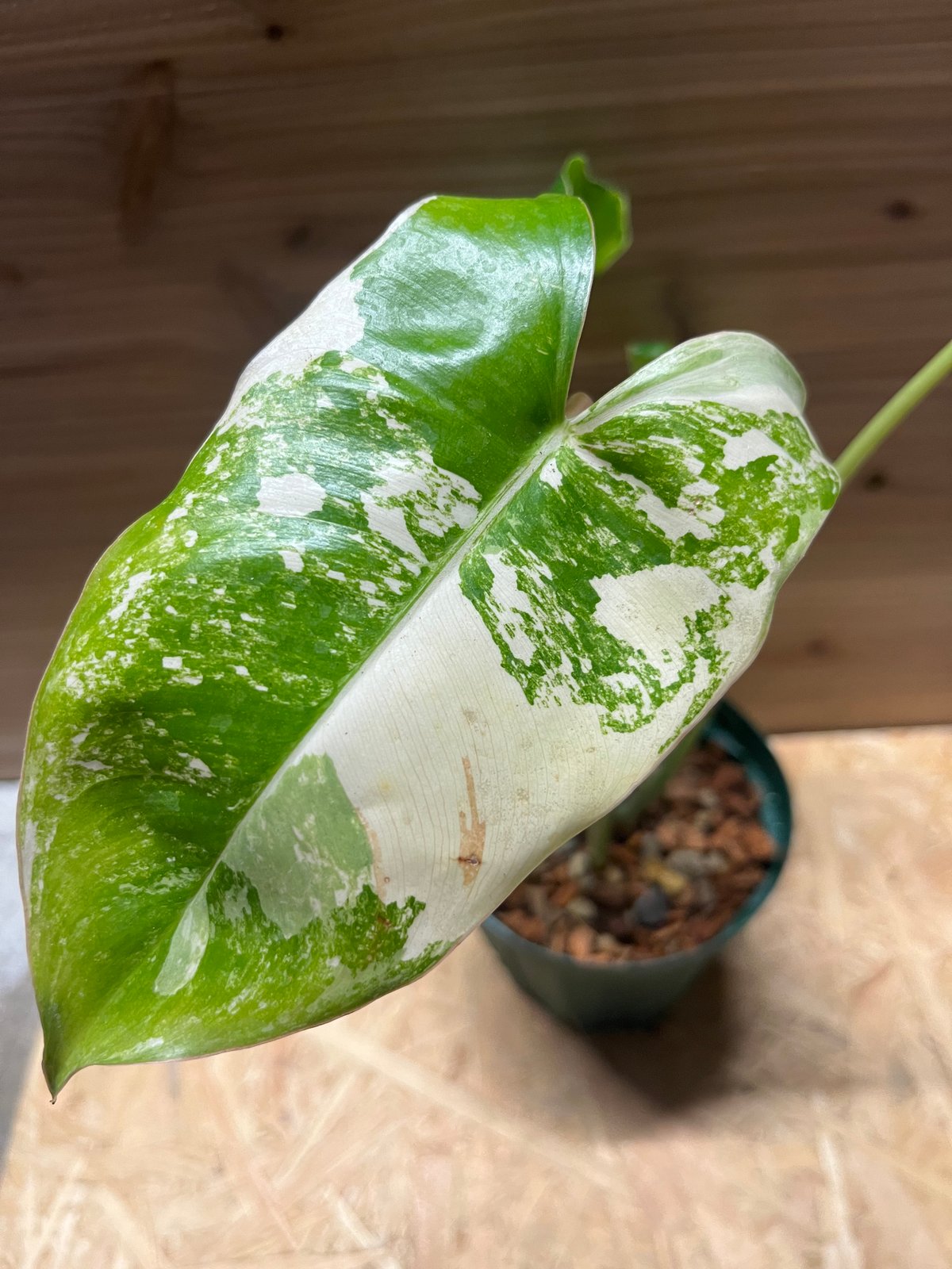 フィロデンドロン バールマルクス | GREEN LUCK