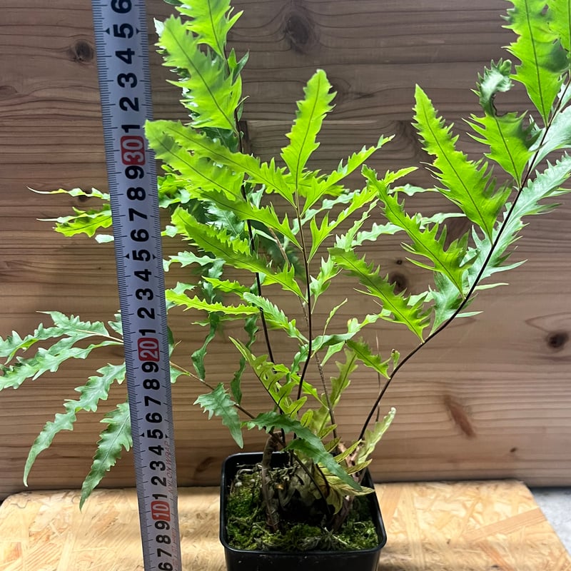 ドリナリア フロリダ | GREEN LUCK