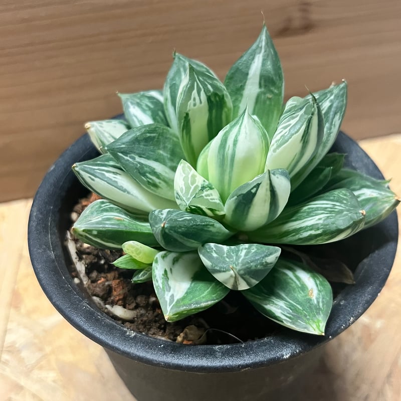 ハオルチア 宝島 | GREEN LUCK