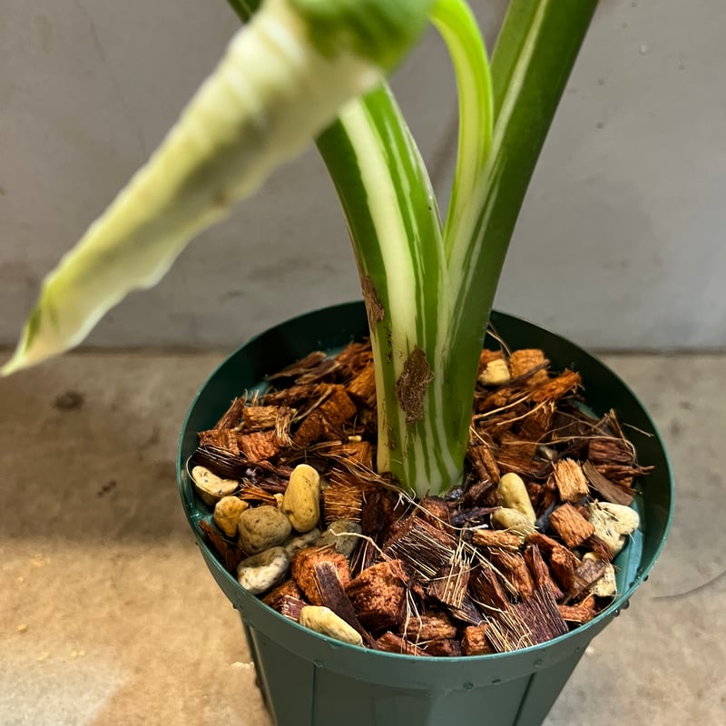 斑入りクワズイモ オキナワシルバー | GREEN LUCK