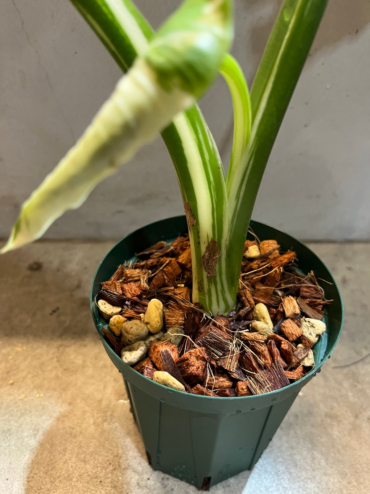 希少大株・アロカシア・オキナワシルバー/幹立ちタイプA７・無機質用土 希少大株・アロカシア・オキナワシルバー/幹立ちタイプA7