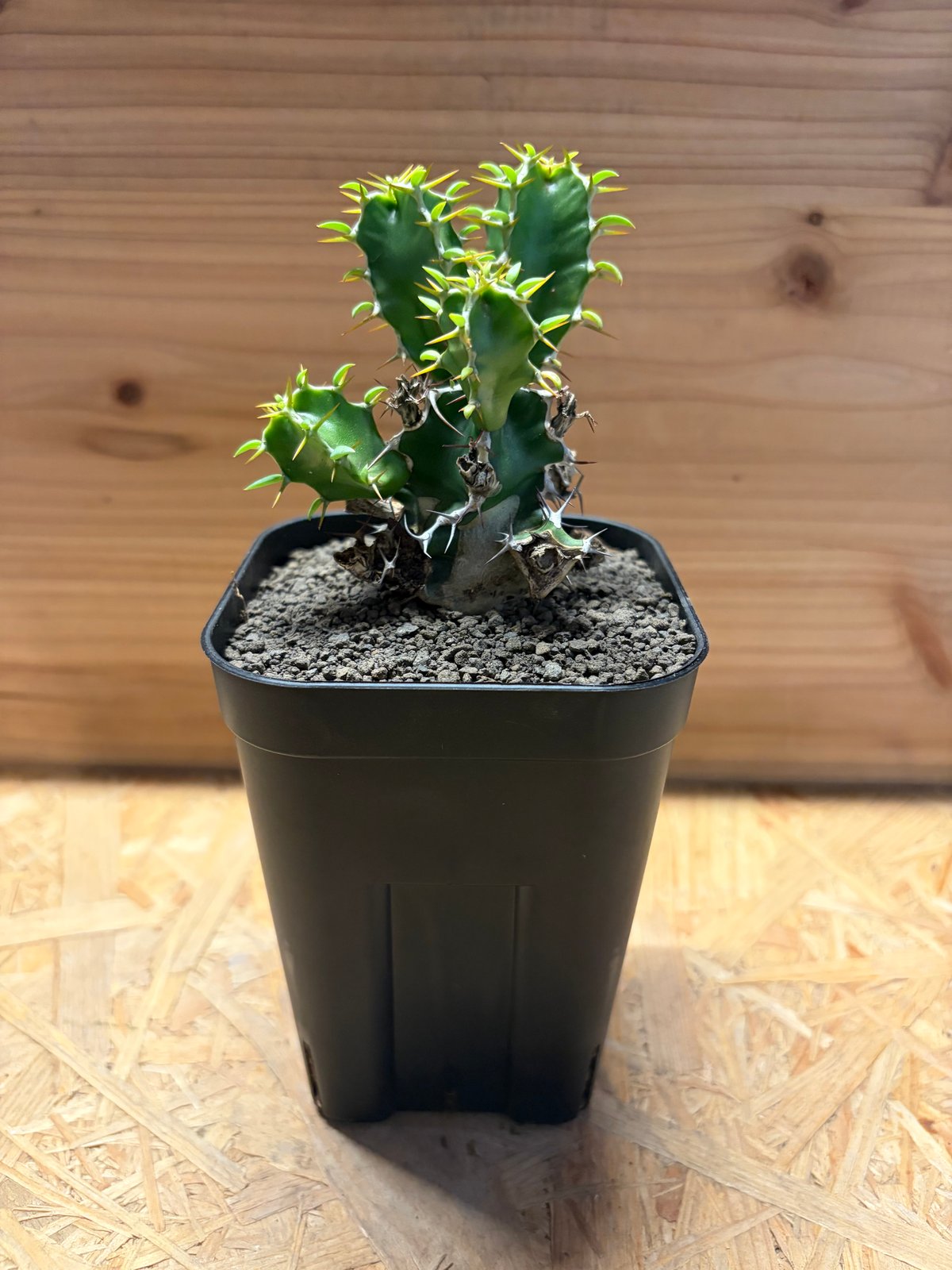 ユーフォルビア ムランジーナ | GREEN LUCK