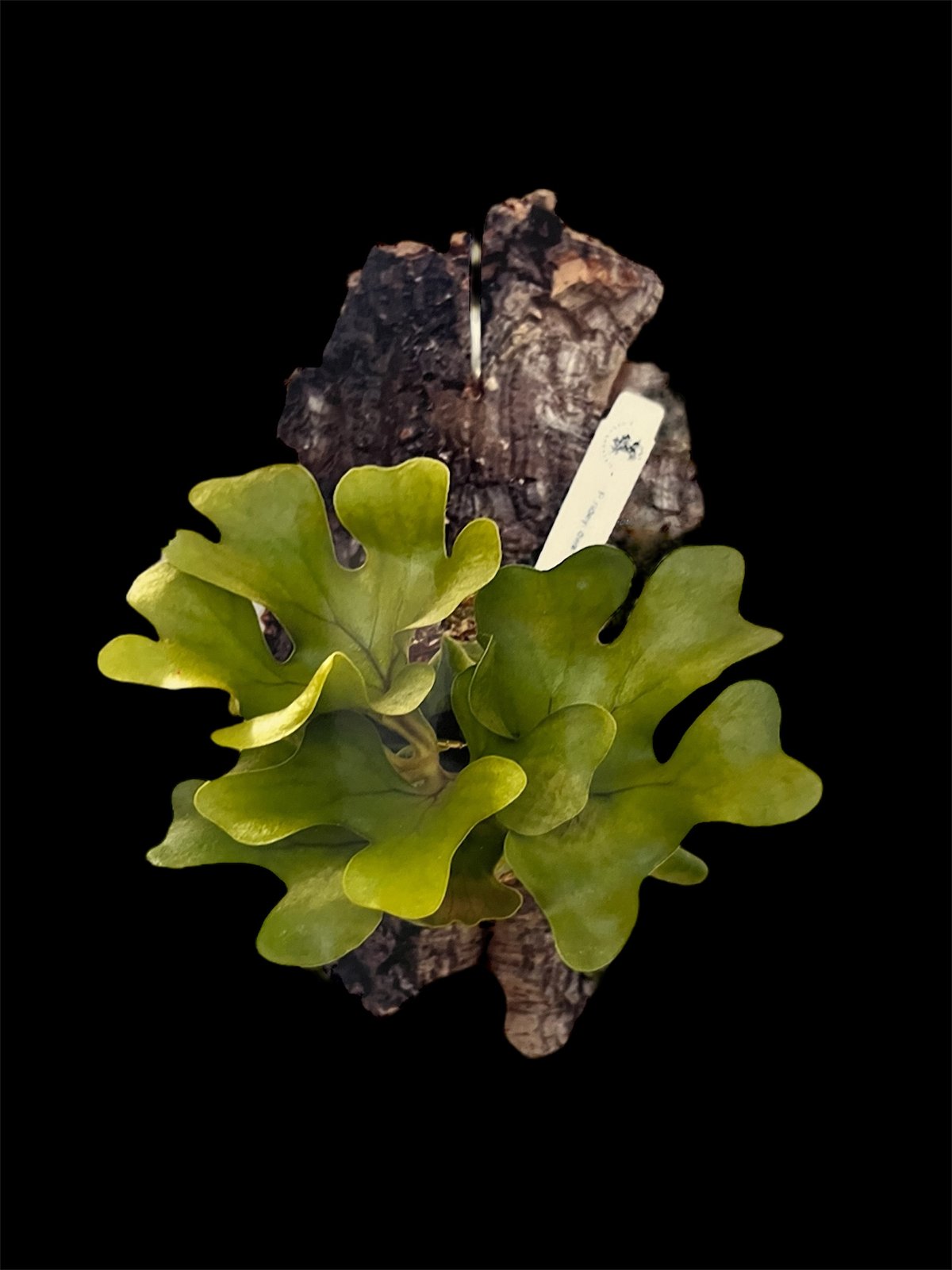 ビカクシダ リドレイ ドワーフ＆コンパクト | GREEN LUCK