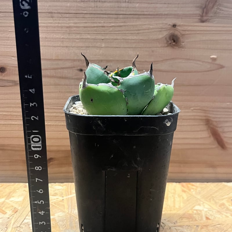 アガベ チタノタ 'ジャガーノート hyb.' | GREEN LUCK