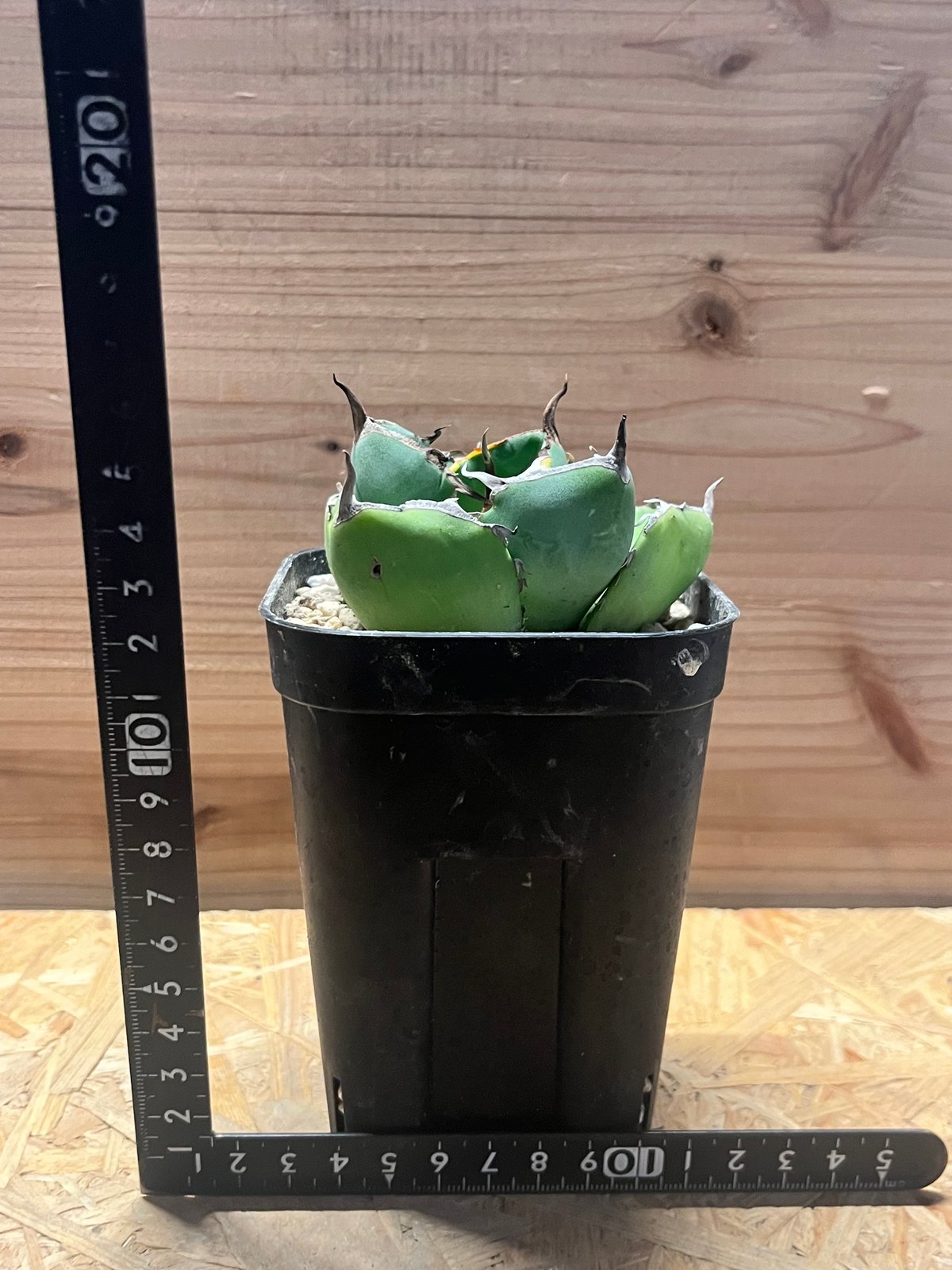 アガベ チタノタ 'ジャガーノート hyb.' | GREEN LUCK