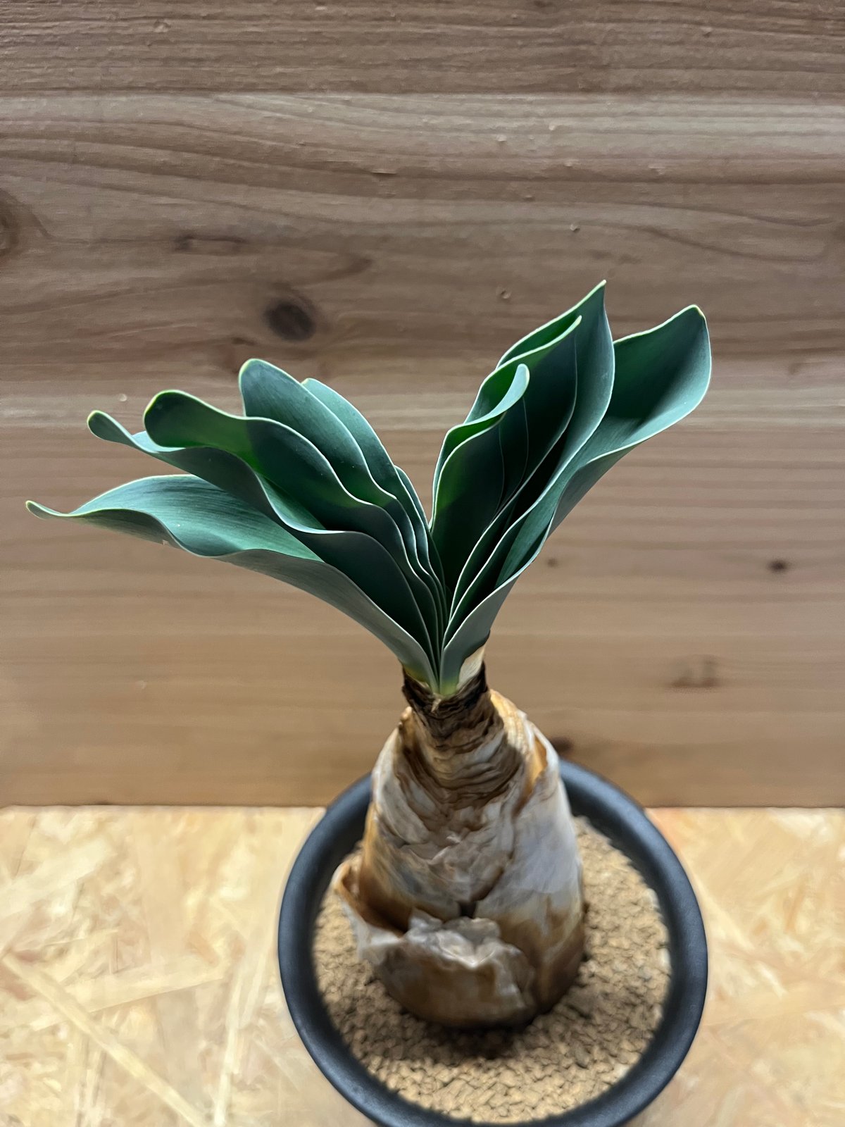 ブーファン ハエマンソイデス | GREEN LUCK