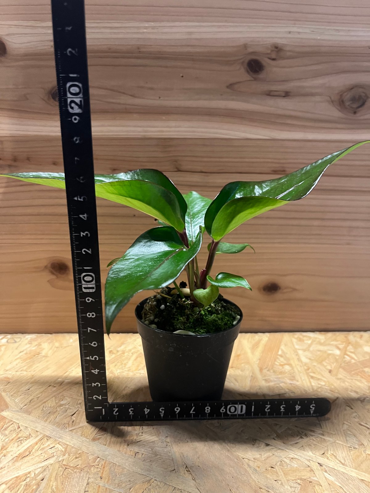 アンスリウム フーケリー 'ブラックドラゴン' | GREEN LUCK