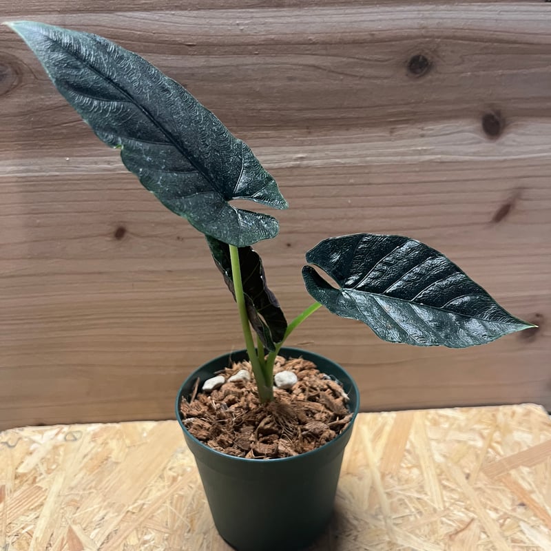 アロカシア　ワトソニアナ　glossy グロッシー　ベルベット アロカシア ワトソニアナ glossy グロッシー ベルベット アロカシア