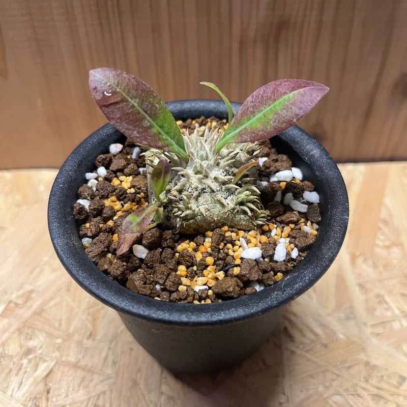 パキポディウム ブレビカウレ 恵比寿笑い | GREEN LUCK