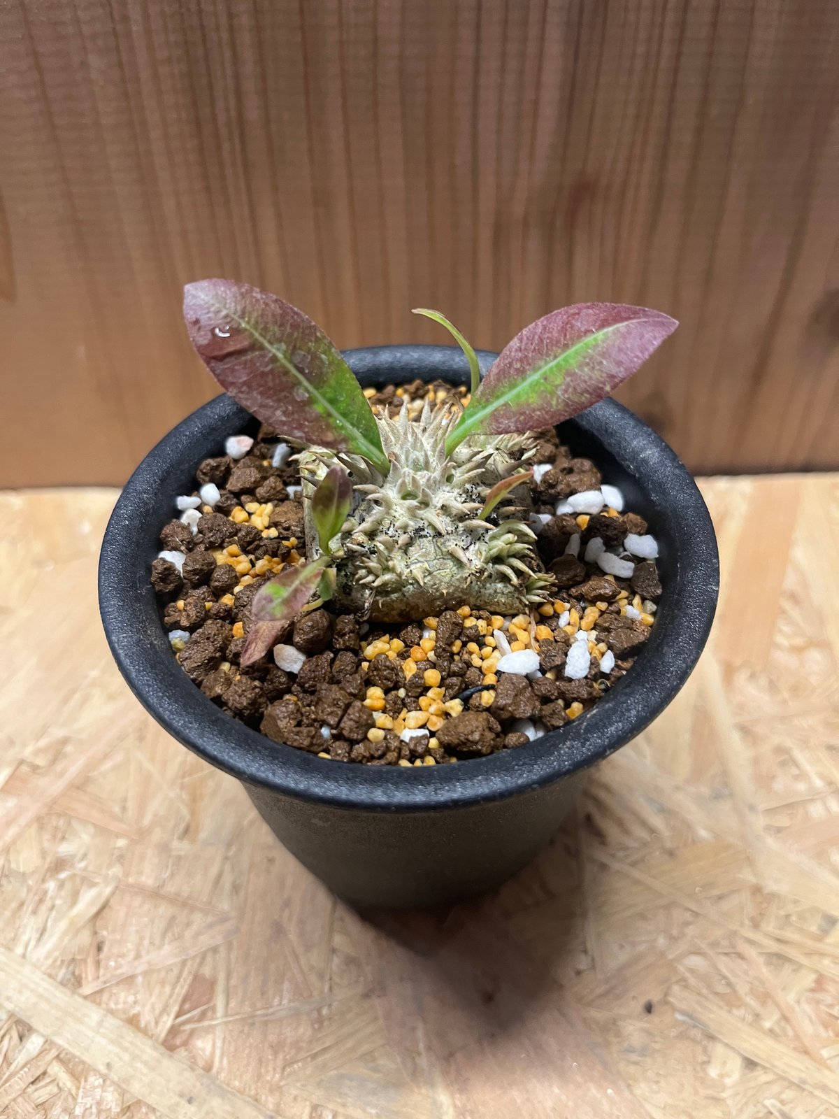 パキポディウム ブレビカウレ 恵比寿笑い | GREEN LUCK