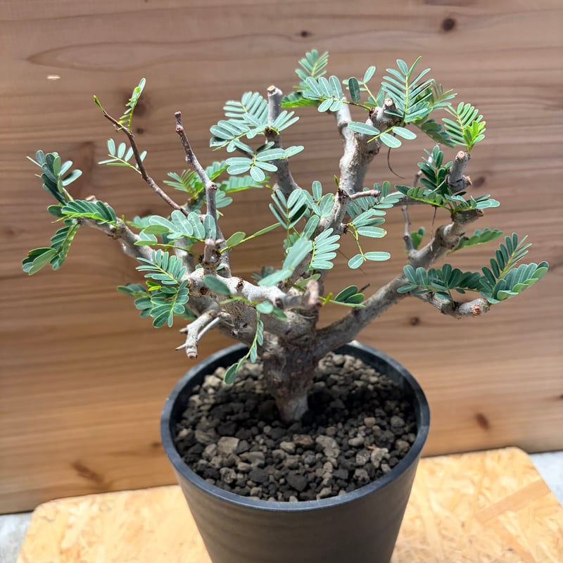 センナ メリディオナリス | GREEN LUCK