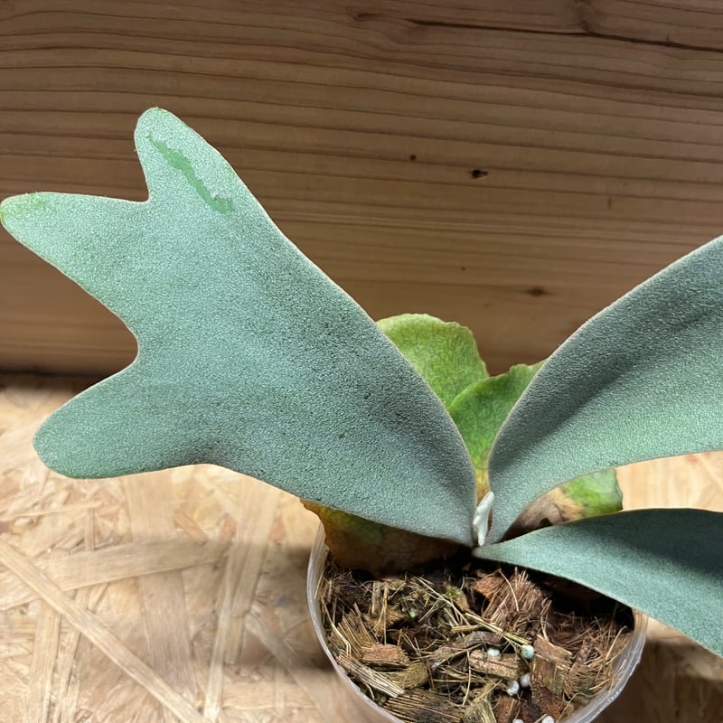 ビカクシダ ウィリンキー バリ | GREEN LUCK