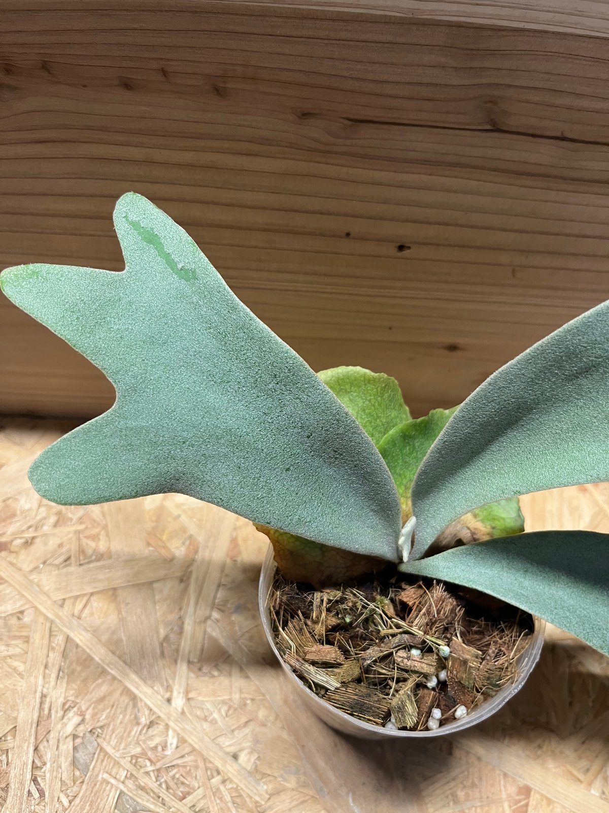 ビカクシダ ウィリンキー バリ | GREEN LUCK