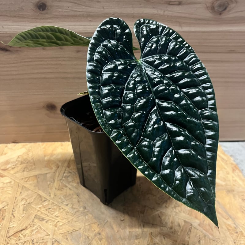 アンスリウム ルクスリアンス 'ブラック' | GREEN LUCK