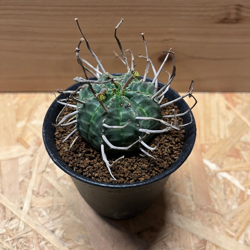 ユーフォルビア バリダ 雌株 | GREEN LUCK