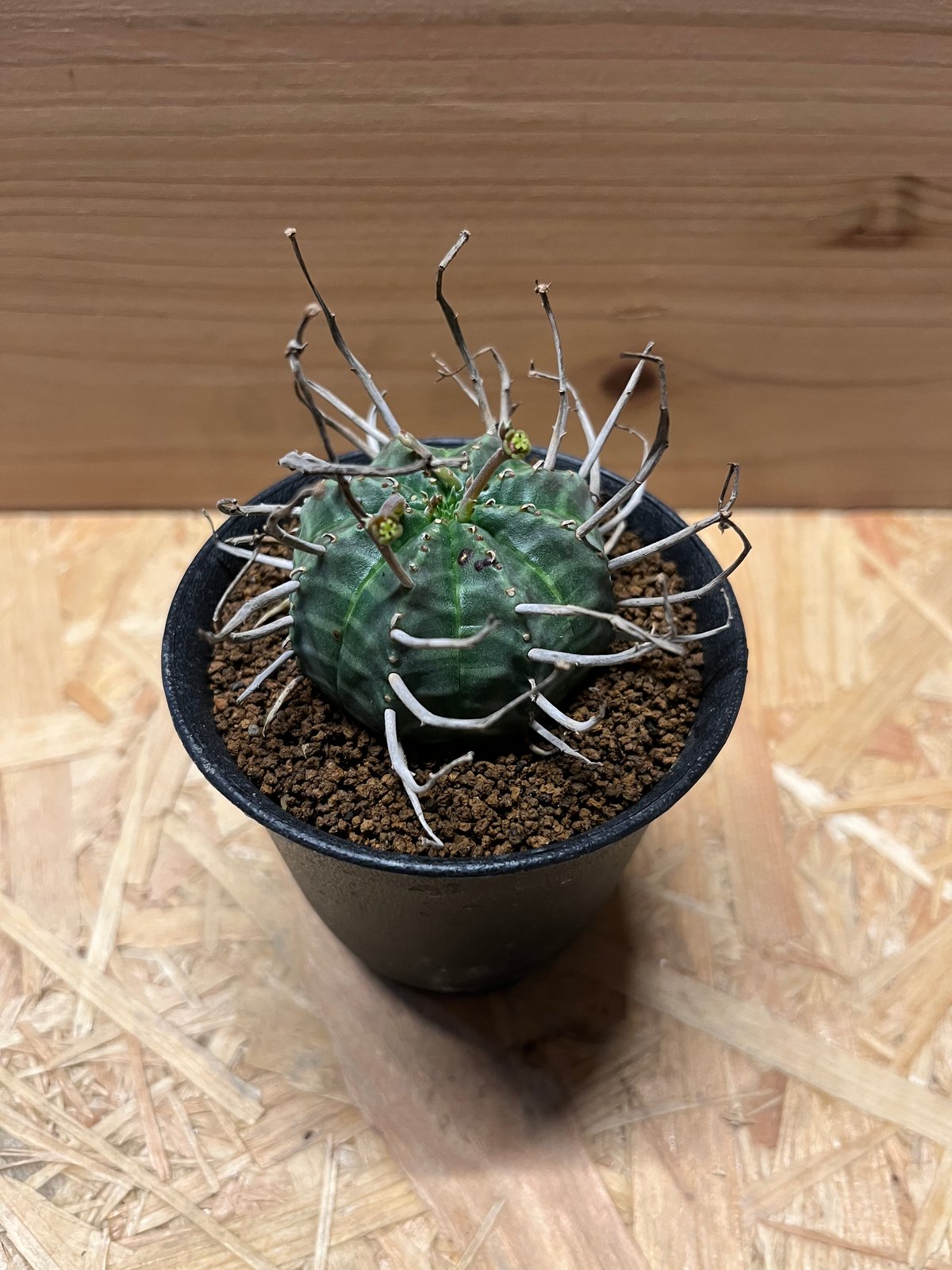 ユーフォルビア バリダ 雌株 | GREEN LUCK