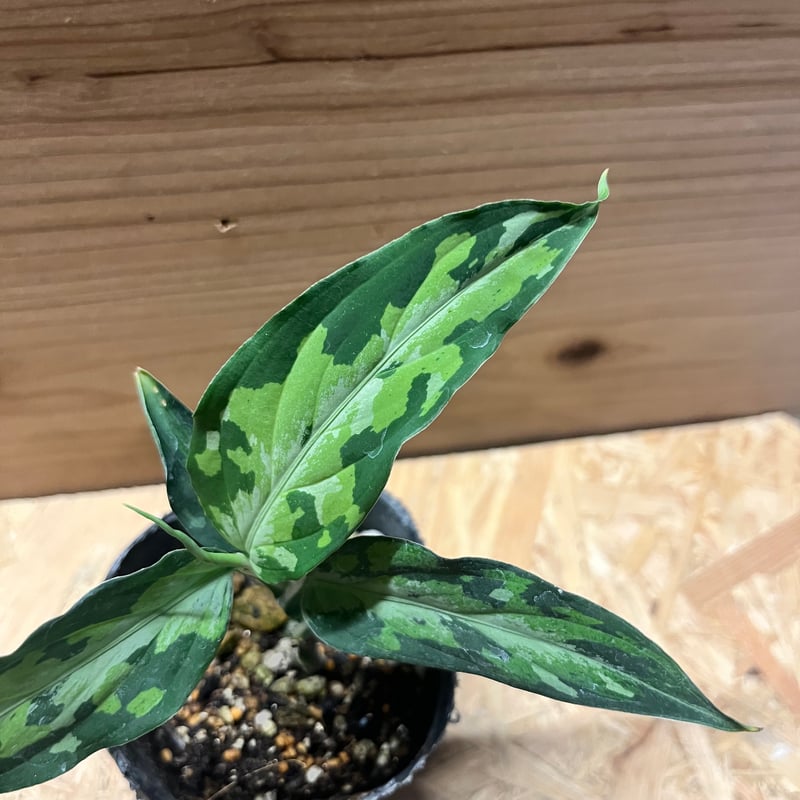 アグラオネマ ピクタム トリカラー エウレカ 札付き アグラオネマ ピクタム トリカラー エウレカ 札付き