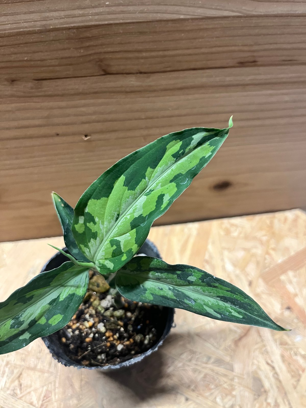 ステラ様　宅急便コンパクト　アグラオネマ　ピクタム　斑入り　バリエガータ ステラ様 宅急便コンパクト アグラオネマ ピクタム 斑入り