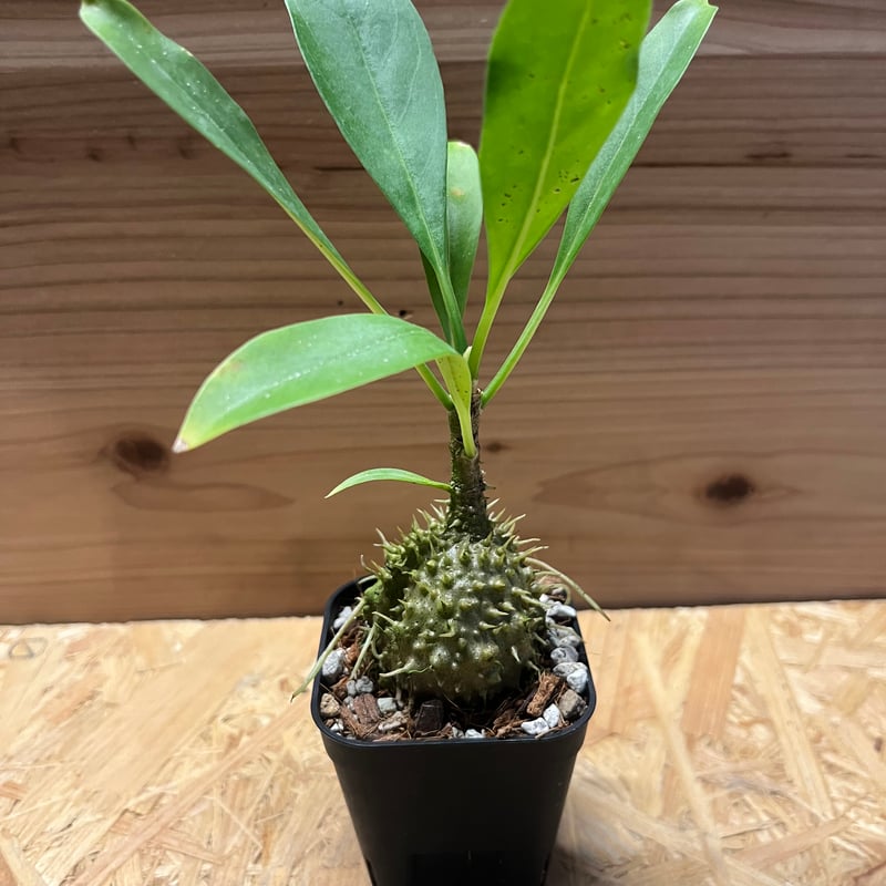 ミルメコディア ツベローサ パプアナ | GREEN LUCK